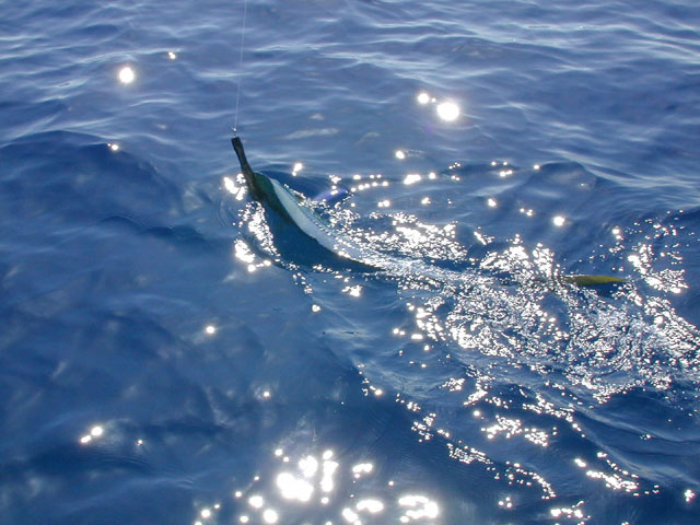 Mahimahi