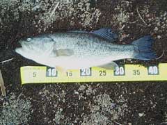 バス42cm