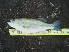 バス45cm
